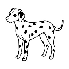 Dalmatian with Implied Spots Line Sketch