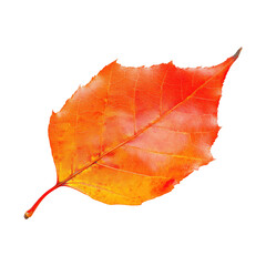 Vibrant autumn leaf, rich orange-red color, detailed veins