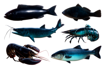 Freshwater fish and crustaceans collection on transparent background