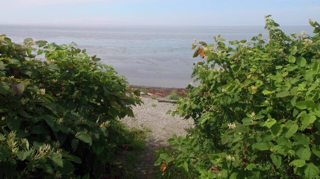 Forests of herbaceous plants. Sakhalin knotweed (Reynoutria sachalinГ&copy;nsis) on slopes of seaside hills. Height of grass is about 3 meters. Russian name is giant buckwheat. Seashore