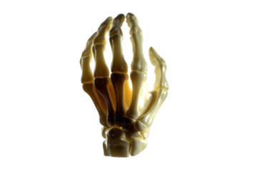 A detailed model of a human hand showcasing the skeletal structure