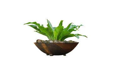 Beautiful tree decorated in old iron pot, concept Isolated on clean background	