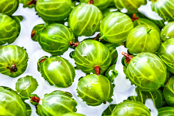 Green Organic Berries Gooseberries.Berries  gooseberry close-up. Background from gooseberries.Harvest concept. Vegetarian food.Top view,