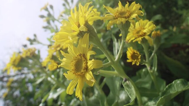 Sea-beach groundsel (Senecio pseudoarnica) on the sea meadows (seagrass meadow, oceanic sedge-herb-gramineous Kamchatka tall meadow) of the Sea of Japan. Sakhalin. Flowers in close-up