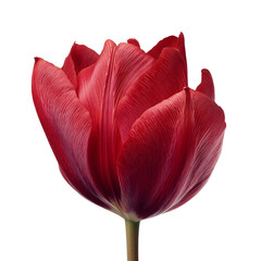 Red tulip top view isolated on white background