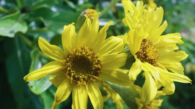 Sea-beach groundsel (Senecio pseudoarnica) on the sea meadows (seagrass meadow, oceanic sedge-herb-gramineous Kamchatka tall meadow) of the Sea of Japan. Sakhalin. Flowers in close-up