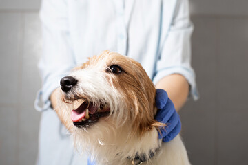 Close Up of Vet Hands Petting Jack Russell Terrier Before Checkup
