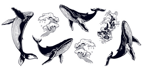 Hand-drawn Whale and Ocean Wave Set — Vintage Marine Vector Illustrations in Engraving Style © Andrey
