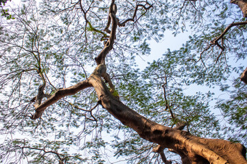 View of Tree Branches and Leaves Against a Clear Blue Sky