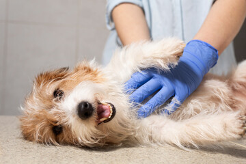 Dog Relaxing on Table with Vet Hands Offering Support