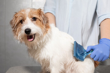 Relaxed Dog Receiving Fur Care from Person Wearing Blue Gloves