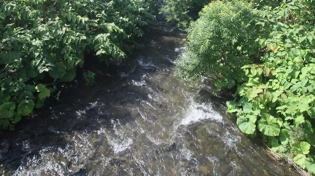 Valley of mountain stream with abundant grass vegetation, impenetrable grassy thickets 3 meters high, gigantism of herbaceous plants. Clean rolling water, rapids. Wide butterbur (Petasites latus)