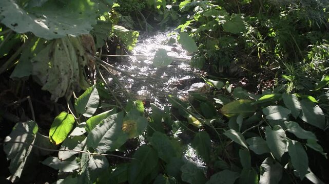 Valley of mountain stream with abundant grass vegetation, impenetrable grassy thickets 3 meters high, gigantism of herbaceous plants. Clean rolling water, rapids. Wide butterbur (Petasites latus)