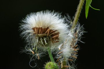 Dandelion seed head with fine details with dark background