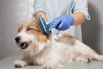 Veterinarian Grooming Dog with Blue Gloves in Studio