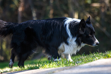 border collie dog