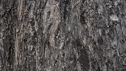 Rough texture of the tree is dark brown mixed with black. It shows the large and old trunk.