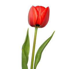 Close-up of a vibrant red tulip with green leaves.  Detailed view of the flower's petals and stem