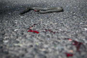 Injured common european adder or vipera berus showing bloody wound lying on asphalt road