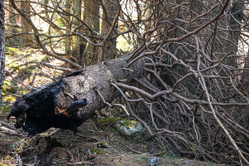 Fallen pine tree with visible damage from burning, highlighting the impact of fire on forest ecosystems