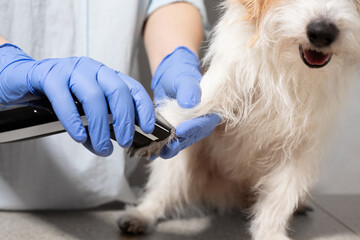 Grooming Process on Dog Paw with Electric Clipper