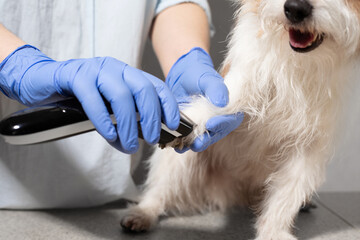Dog Paw Trimmed with Electric Clipper on Table