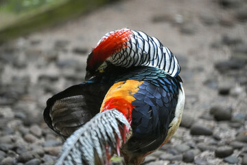 pheasant in the wild