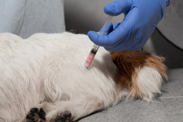 Vaccination procedure on dog hindquarters