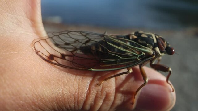 Mountain cicada (Cicadetta montana, male) (Cicadidae, Hemiptera) on slopes of seaside forest hills. Sakhalin, Far eastern population. Shrilling was venerated by ancient Greeks, but detested by Virgil