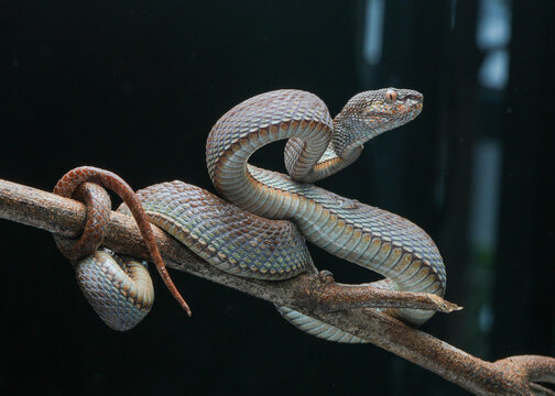 snake on a tree
