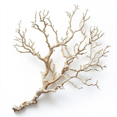 Fototapeta premium branch of a tree