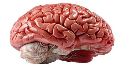 Thinking Inside the Box: A detailed, close-up shot reveals the intricate folds and textures of a human brain, symbolizing the power of thought, intelligence, and cognitive function. 
