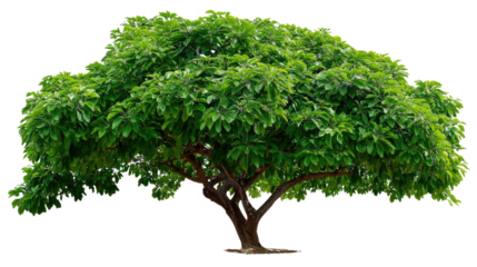 Magnificent Tree: Capturing the majestic allure of a vibrant, verdant tree, with its lush foliage and strong trunk, evokes a sense of tranquility and the wonders of nature. 