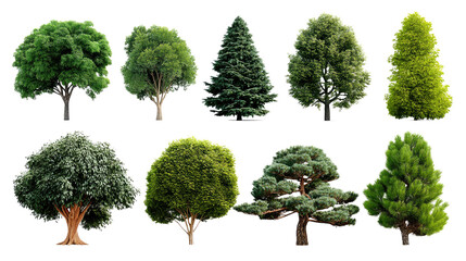 A Variety of Tree in Garden: A collection of ten different tree species, showcasing their unique shapes, foliage, and textures against a plain background.