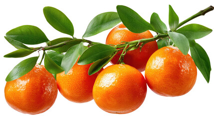 Tangerine Branch: Vivid oranges nestled amongst a verdant leafy branch, offering a refreshing sight and evoking a sense of natural abundance and seasonal goodness.