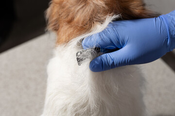 Groomer performing coat stripping