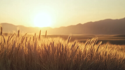 Fototapeta premium A stunning sunrise illuminates a wide wheat field, making the crops shimmer in golden light.