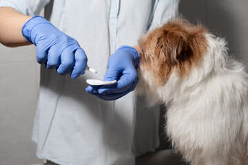 Dog hiding while vet prepares cleaning solution