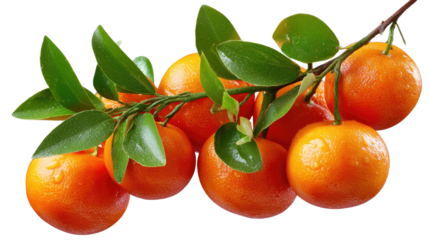 Luscious Orange Branch: A close-up shot captures the vibrant beauty of an orange branch, laden with juicy citrus fruits and fresh green leaves, symbolizing health and freshness.