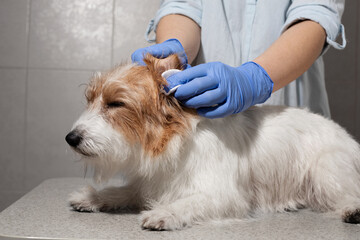 Jack Russell ear hygiene procedure