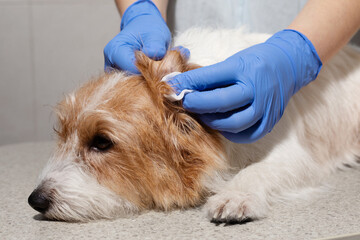Veterinarian performing ear care closeup