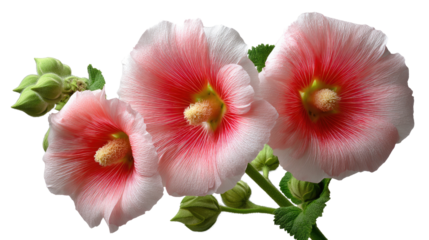 Delicate Hollyhock Blossoms: Three exquisite hollyhock flowers showcase their soft, layered petals in full bloom, painted in hues of pink and cream, embodying nature's refined elegance.