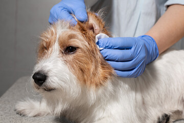 Blue gloved hands cleaning dog's ears