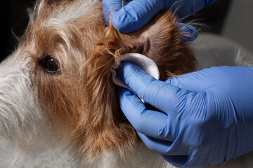 Closeup of vet cleaning dog ear
