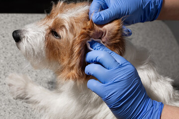 Jack Russell ear cleaning closeup