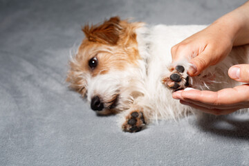Jack Russell receiving paw treatment