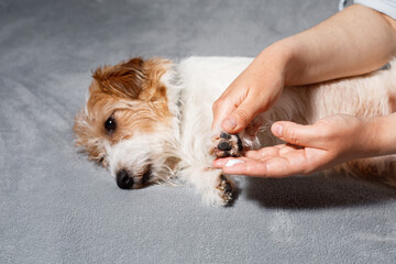 Relaxed dog during paw care routine