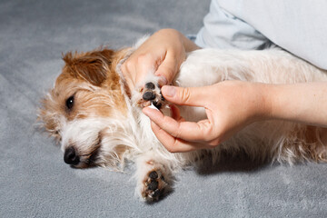 Pet grooming and paw moisturizing