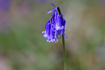 UK Spring bluebells in woodland