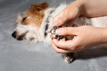 Moisturizing dog paw with cream